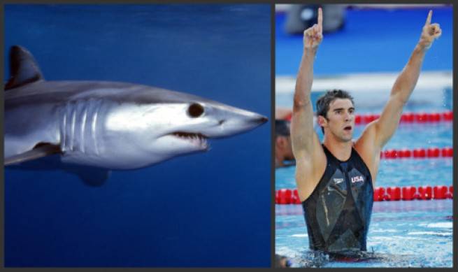 La photo est coupée en 2 parties. A gauche la photo d'un requin nageant dans l'eau. A droite se trouve un nageur de compétition portant un jammer.